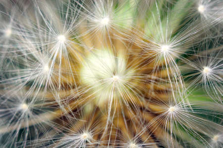 dandelion macro photo beginning of summer super close-up