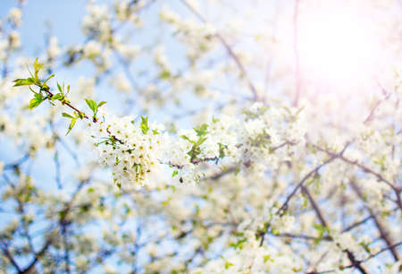 cherry blossom tree white flowers spring wildlifeの写真素材