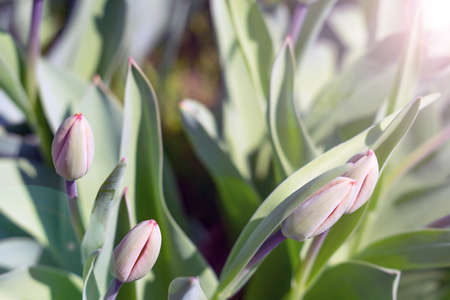 early green tulips in the garden macro photo spring Aprilの写真素材