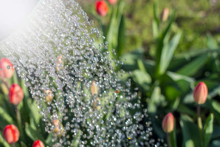 watering flowers in the garden close-up drops tulips