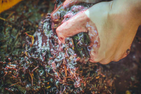 grapes wine making at home agriculture farm vineyardの写真素材