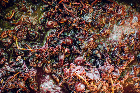 grapes wine making at home agriculture farm vineyardの写真素材