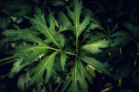 plant background texture abstraction natural background vegetation plants