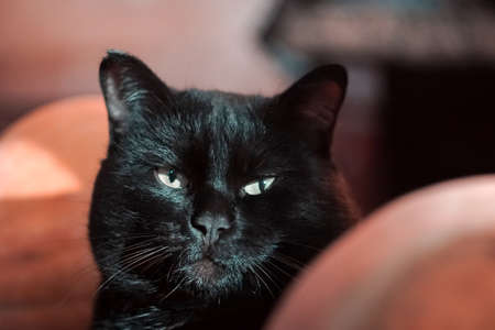 portrait of black cat looking at camera yellow eyes petの写真素材