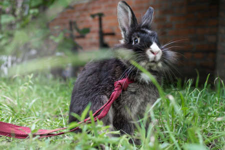 black rabbit in the grass on a walk on a leash