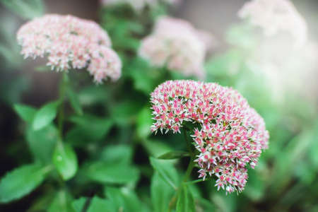 hylotelephium in the garden pink flowers useful plantの写真素材