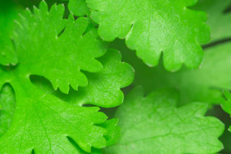 texture of the cilantro close-up photo close-up of useful plant