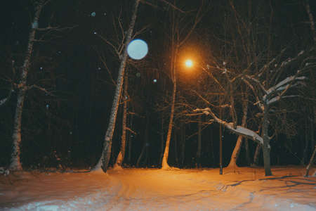 winter Park road night snowfall Park in the forestの写真素材