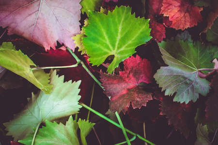 colorful leaves background texture autumn leaves abstract autumn