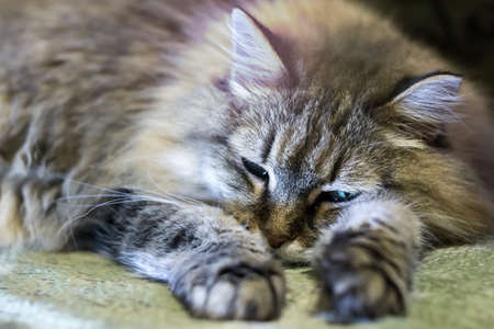 fluffy pet cat lying asleep on the couch petの写真素材