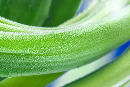 fresh green onions close-up drops macro organic healthy foodの写真素材