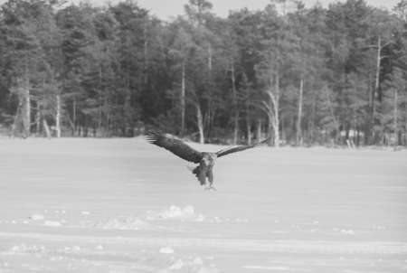 bald eagle in winter photos in a retro style with soft focusの写真素材