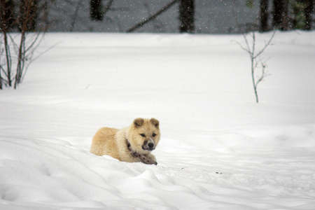puppy husky in the winter