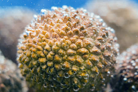 litchi fruit close-up
