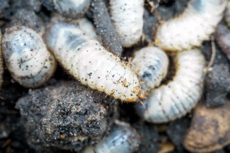 larva of the may beetle macro in the land of the white worm macroの写真素材