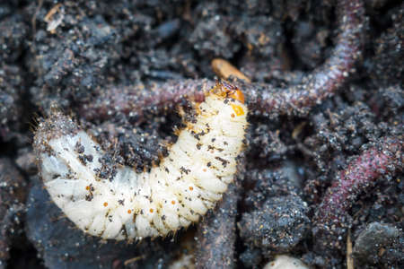 larva of the may beetle macro in the land of the white worm macro