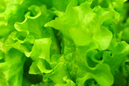 fresh green lettuce close up