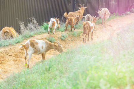 herd of goats in the meadow in summerの写真素材