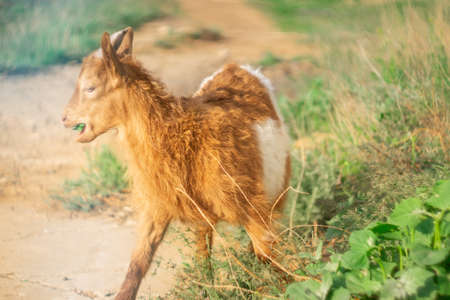 red goat eats grass in summer in the meadowの写真素材