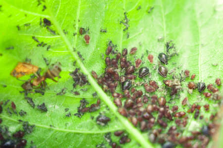 insects aphids on leaves parasites
