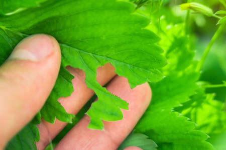 diseases of strawberry leaves parasites