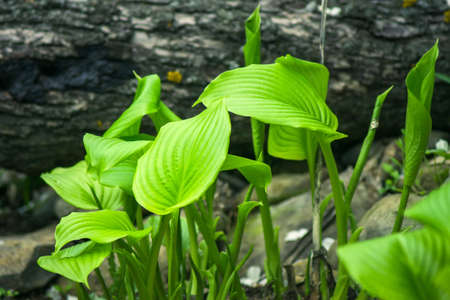 host plant leaves in the garden outdoors in the spring