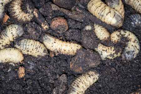 larva of the may beetle macro in the land of the white worm macroの写真素材