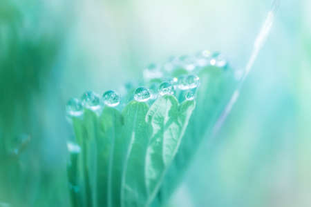 a drop of morning dew on the leaf of the strawberry closeup. abstraction on the background of the...