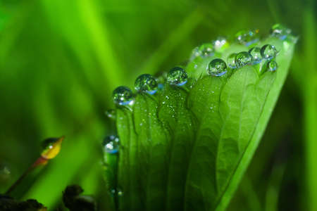 a drop of morning dew on the leaf of the strawberry closeup. abstraction on the background of the...