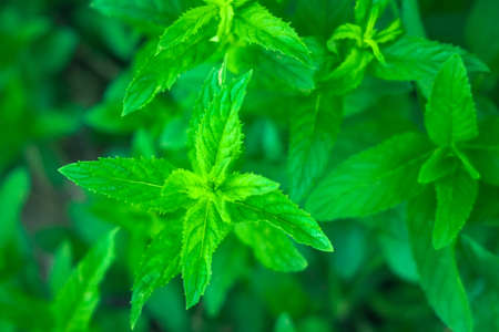 mint leaves growing peppermint closeup. natural background texture background plantの写真素材