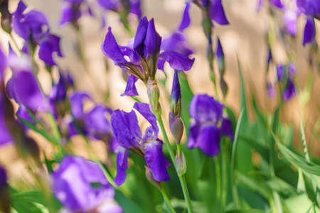 beautiful lilac flowers irises in early spring