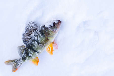 catch fish perch in the snow. winter fishingの写真素材