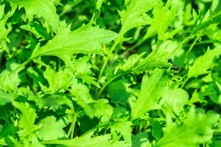 green salad arugula background texture growing vegetarianism