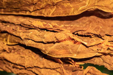 dry leaf tobacco closeup macro tobacco farming