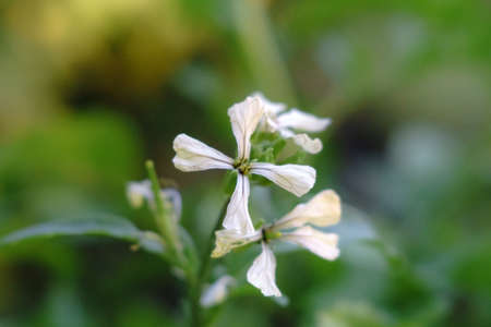 arugula salad bloom close-up on green background