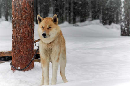 white dog Laika bad weather snowfall winter Siberia