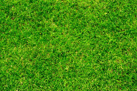 green grass texture background lawn football field
