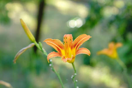 Popular daylily orange flower on natural green background. close-up in the gardenの写真素材