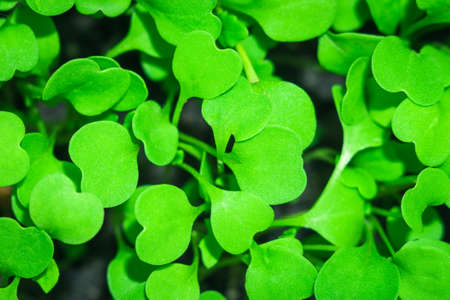the arugula salad with the first leaves sprouting bright green freshの写真素材