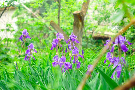 flowers irises blooming in spring in the garden purple flowers