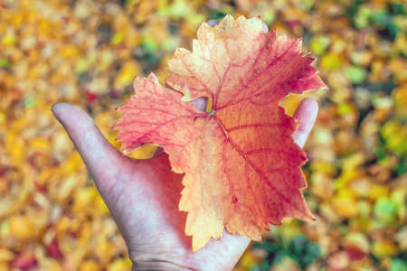 autumn leaves in the hand of the seasonの写真素材