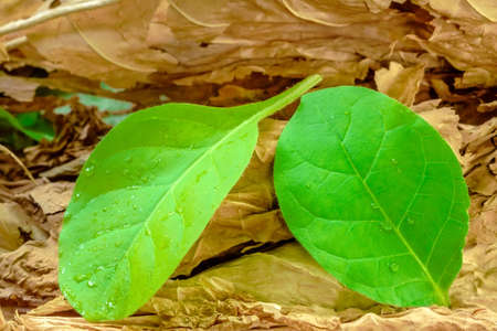 green tobacco leaves dried tobacco leaves top view tobacco drying