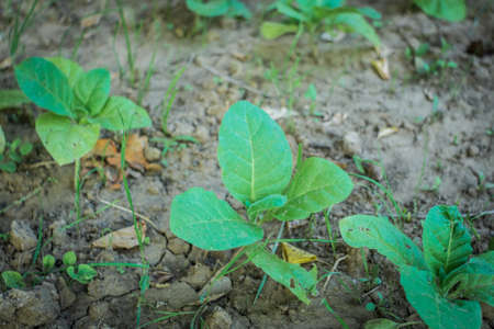 growing tobacco green tobacco in the fieldの写真素材