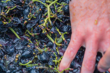 making wine from grapes crush grapes