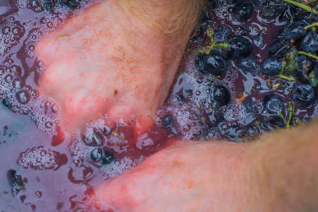 making wine from grapes crush grapes