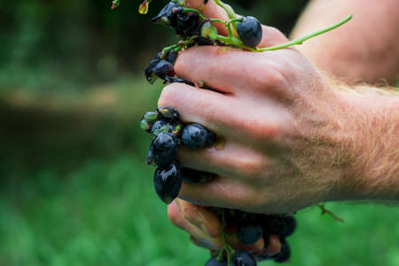 crushed grapes in the hands of a farmer. making homemade wine in autumnの写真素材