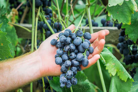 harvest of ripe black grapes in the farmers hand