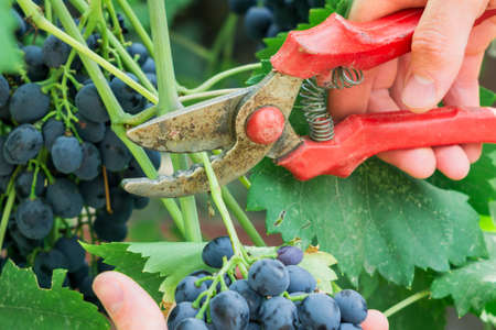 cut the ripe grapes in the autumnの写真素材