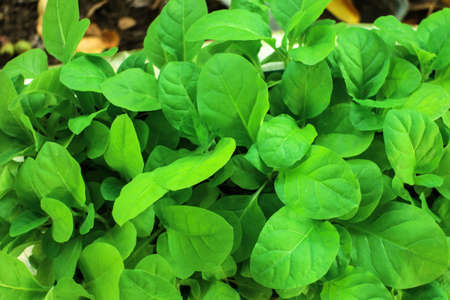 tobacco leaves growing close up