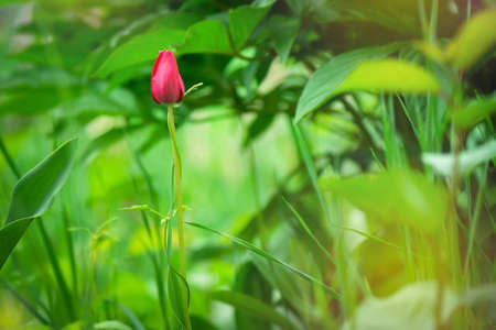 Close Up tulip blooming on the field during spring season, Red flower in the garden, Nature flora...
